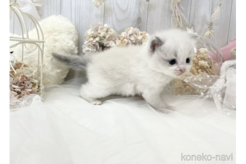 成約済の大阪府のラグドール-48163の9枚目